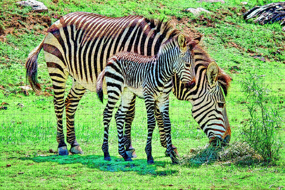 South Africa Zebra Jigsaw Puzzle Wooden 1000 Piece