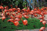 San Diego Zoo  Flamingos USA Jigsaw Puzzle Wooden 1000 Piece