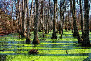 Holly Springs State Park Mississippi USA Jigsaw Puzzle Wooden 1000 Piece