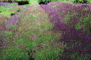 UK England York Yorkshire Lavender Jigsaw Puzzle Wooden 1000 Piece