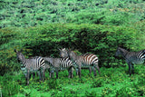 Tanzania Animals Zebra Jigsaw Puzzle Wooden 1000 Piece