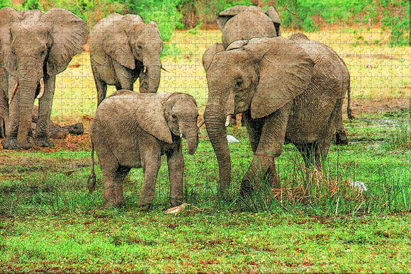 Elephant Moremi Wildlife Reserve Botswana Jigsaw Puzzle Wooden 1000 Piece